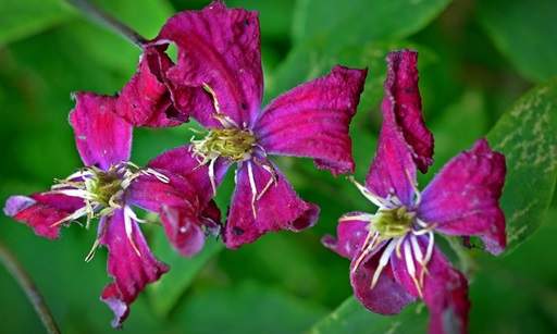 Clematis wilt
